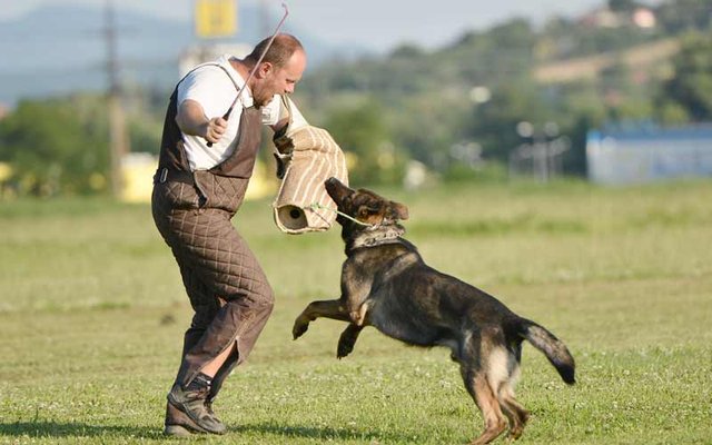 K9 Services